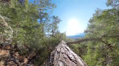 Dar Ağaç Gövdesinde Yürümek Dağlık Ormanda Dik Bir Düşüşün Üzerinde, Güneş Işığı ve Arkaplanda Yeşil Ağaçlarla İlk Perspektiften Yakalandı