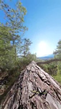 Dikey video. Dar Ağaç Gövdesinde Yürümek Dağlık Ormanda Dik Bir Düşüşün Üzerinde, Güneş Işığı ve Arkaplanda Yeşil Ağaçlarla İlk Perspektiften Yakalandı