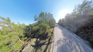 Parlak Güneş Işığı Altında Uzun Çam Ağaçlarıyla çevrili Bir Dağ Yolunda Duran Yürüyüşçüler