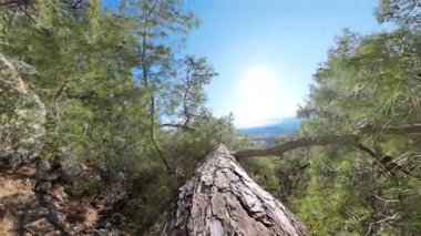 Dar Ağaç Gövdesinde Yürümek Dağlık Ormanda Dik Bir Düşüşün Üzerinde, Güneş Işığı ve Arkaplanda Yeşil Ağaçlarla İlk Perspektiften Yakalandı