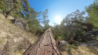 Uzak bir dağ ormanındaki kayalık bir uçurumun tepesindeki ağaçta yürüyorum. Güneş tepemizde parlıyor ve uzaktaki manzaralı bir vadi.
