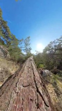 Dikey video. Uzak bir dağ ormanındaki kayalık bir uçurumun tepesindeki ağaçta yürüyorum. Güneş tepemizde parlıyor ve uzaktaki manzaralı bir vadi.