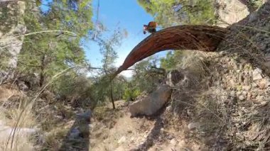 Sırt çantasıyla dağlarda devrilmiş bir ağaç gövdesinde duran, Ormana ve Mesafe 'ye bakan, Düşük Açı Bakış Açısı' ndan çekilen adam.