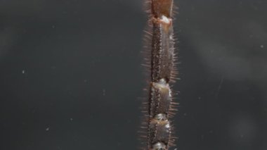 Macro akrebin yukarıdan aşağıya bakışıyla parçalanmış kuyruğundan güçlü kıskaçlarına kadar karmaşık ayrıntıları gösteriyor. İnce kıllar ve dış iskelet dokusu son derece görünür. Eklembacaklı ve Vahşi Yaşam