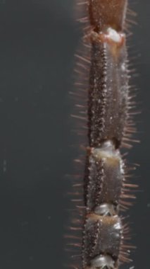 Dikey video. Macro akrebin yukarıdan aşağıya bakışıyla parçalanmış kuyruğundan güçlü kıskaçlarına kadar karmaşık ayrıntıları gösteriyor. İnce kıllar ve dış iskelet dokusu son derece görünür. Eklembacaklı ve Vahşi Yaşam