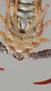 Dikey video. Bir akrebin kavisli iğnesinin makro yakın çekimi bir insanın parmaklarıyla tutularak kesitli kuyruğunu, ince tüylerini ve zehirli ucunu vurguluyor. Yüksek ayrıntı ve kontrast. Eklembacaklı ve tehlikeli