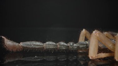 Makro akrep kuyruğu ve iğnesinin yakın plan görüntüsü, koyu bir arkaplan üzerinde parçalanmış yapısını, ince kıllarını ve zehirli ucunu gösteriyor. Eklembacaklı ve tehlikeli