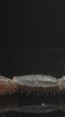 Dikey video. Makro akrep kuyruğu ve iğnesinin yakın plan görüntüsü, koyu bir arkaplan üzerinde parçalanmış yapısını, ince kıllarını ve zehirli ucunu gösteriyor. Eklembacaklı ve tehlikeli