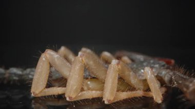 Akreplerin bacaklarının ve vücudunun makro yakın çekim sürgüsü eklemli uzuvlarının, ince saçlarının ve dış iskeletinin ayrıntılı detaylarını ortaya çıkarıyor. Koyu arkaplan kontrastı arttırır. Eklembacaklı ve Vahşi Yaşam