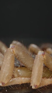 Dikey video. Akreplerin bacaklarının ve vücudunun makro yakın çekim sürgüsü eklemli uzuvlarının, ince saçlarının ve dış iskeletinin ayrıntılı detaylarını ortaya çıkarıyor. Koyu arkaplan kontrastı arttırır. Eklembacaklı ve Vahşi Yaşam