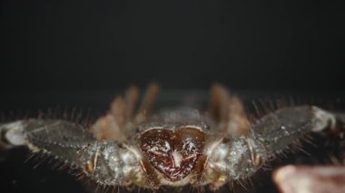 Güçlü kıskaçlarını, sivri dişlerini ve zırhlı dış iskeletini vurgulayan bir akrebin Makro yakın plan görüntüsü. Karanlık arka plan korkutucu görünümünü vurguluyor. Eklembacaklı ve tehlikeli. Dolly yakınlaştır