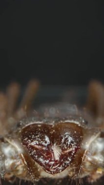 Dikey video. Güçlü kıskaçlarını, sivri dişlerini ve zırhlı dış iskeletini vurgulayan bir akrebin Makro yakın plan görüntüsü. Karanlık arka plan korkutucu görünümünü vurguluyor. Eklembacaklı ve tehlikeli. Dolly yakınlaştır
