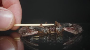 Ölü bir akrebin bir insan eliyle kürdanla döndürüldüğü yakın plan, kıskaçlarını, dış iskeletini ve karanlık yansıtıcı bir yüzeye karşı detaylı vücut yapısını gösteriyor. Eklembacaklı ve çalış