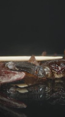 Dikey video. Ölü bir akrebin bir insan eliyle kürdanla döndürüldüğü yakın plan, kıskaçlarını, dış iskeletini ve karanlık yansıtıcı bir yüzeye karşı detaylı vücut yapısını gösteriyor. Eklembacaklı ve çalış