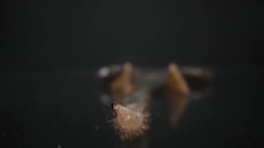 Makro, akrebin keskin iğnesinin keskin ucundan vücuduna doğru kayarak derinlik etkisi yaratır. İnce tüyler ve segmentli kuyruk görülebilir. Eklembacaklı ve tehlikeli