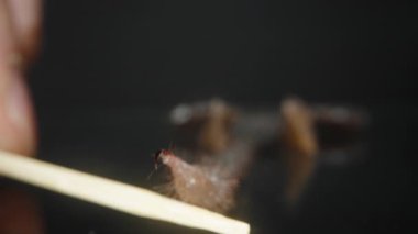 Bir akrebin zehirli iğnesinin kürdanla manipüle edilişinin makro yakın çekimi ince kıllar ve koyu bir arkaplanda keskin uçlar gösteriyor. Eklembacaklı ve tehlikeli