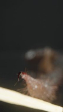 Dikey video. Bir akrebin zehirli iğnesinin kürdanla manipüle edilişinin makro yakın çekimi ince kıllar ve koyu bir arkaplanda keskin uçlar gösteriyor. Eklembacaklı ve tehlikeli