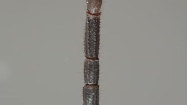 Makro kaydırağın altından yukarı bakan akrepler, parçalanmış karnı, ince tüyleri, bacakları ve güçlü kıskaçlarını gösteriyor. Dış iskelet ve anatominin detaylı dokuları. Eklembacaklı ve Vahşi Yaşam