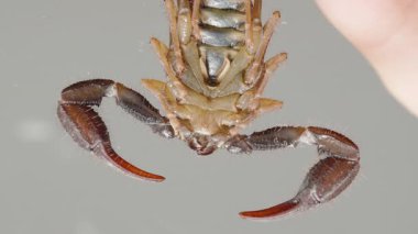 Bir akrebin kavisli iğnesinin makro yakın çekimi bir insanın parmaklarıyla tutularak kesitli kuyruğunu, ince tüylerini ve zehirli ucunu vurguluyor. Yüksek ayrıntı ve kontrast. Eklembacaklı ve tehlikeli