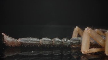 Makro akrep kuyruğu ve iğnesinin yakın plan görüntüsü, segmente edilmiş yapısını, ince kıllarını ve karanlık arka planda zehirli ucunu gösteriyor. Eklembacaklı ve tehlikeli