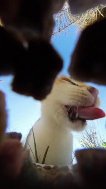 Dikey video. Beyaz Kedi bir kaseden yiyecekleri ısırıyor, Düşük Açı Balık Gözü perspektifinden, Frame 'i çevreleyen yiyecek parçalarıyla yakalanıyor, etkileyici ve oyuncu bir etki yaratıyor.