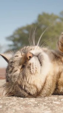 Dikey video. Bir insan eli tarafından nazikçe okşanıyorken Gözleriyle Yuvarlanan Tekir Kedi Yeşil Ağaçlar ve Arka planda Antik Taş Kemer, Bağlanma ve Rahatlık Kavramları ile Düşük Açı 'dan Yakalandı.