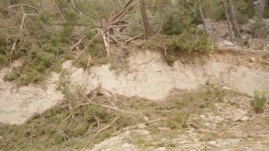 Yeşil ve Kuru Ağaçlarla çevrili, Kesik Kenarlar ve Kabuk soyma ile Bir Orman Dağ Bölgesi 'nde Büyük Ağaç Engelleme Toprak Düzey Bakış Alanı, Ormansızlaşma ve Doğa Konsepti