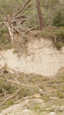 Dikey video. Yeşil ve Kuru Ağaçlarla çevrili, Kesik Kenarlar ve Kabuk soyma ile Bir Orman Dağ Bölgesi 'nde Büyük Ağaç Engelleme Toprak Düzey Bakış Alanı, Ormansızlaşma ve Doğa Konsepti
