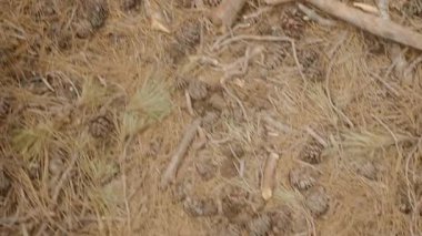 Orman zemininde kuru çam kozalakları, dallar ve dağınık kırık dallı iğneler ile kaplı ve kısmen bölünmüş bir kütük, Tepetaklak Perspektif, Doğal Ahşap Doku Konseptinden alınmıştır.