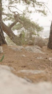 Dikey video. Uzun Ağaçlar ve Aşağıdaki Vadi Manzaralı Manzaralı Manzaralı Manzaralı Orman Yolu 'nda Yürüyen Çift Alçak Açı, Açık Alan Macera ve Bağlantı Konseptinden Yakalandı.