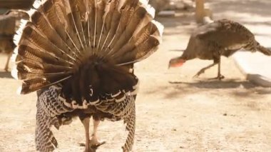 Erkek Türkiye Çiftleşme Dönemi 'nde Dişi Tüylerini Korurken Hafif Düşük Açı, Kur yapma ve Bölgesel Davranış Konseptinden Yakalandı