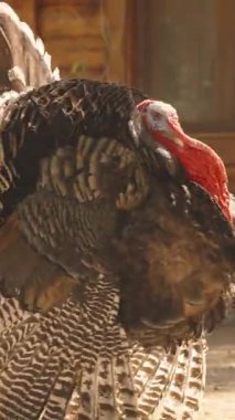 Dikey video. Geniş Erkek Türkiye Tüylerini Şişiriyor ve Çiftleşme Mevsiminde Bir Ahşap Ev Yakınındaki Bir Kadın Önünde Bekçilik Yapıyor, Yakından Bakış Açısı, Hayvan İçgüdüsü ve Koruma Konseptinden Yakalandı