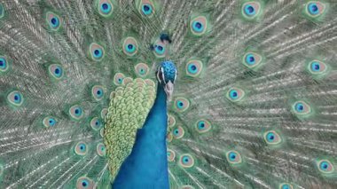 Yanardöner tüyleriyle bir tavus kuşunun yan açısı, karmaşık yüz işaretleri ve koyu mavi tüyleriyle kafasının profil görüntüsünü sergiliyor.