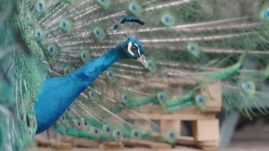 Yanardöner tüyleriyle öne bakan bir tavus kuşunun yakın çekim görüntüsü, karmaşık göz desenlerini ve derin mavi tüyleri keskin detaylarıyla vurguluyor.