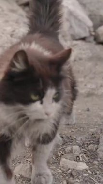 Dikey video. Türkiye 'deki Chimaera' da Ebedi Alevler 'in yanında oturan Siyah ve Beyaz Başıboş Kedi Arka planda Yanan Ateşle Mesafeye Bakıyor