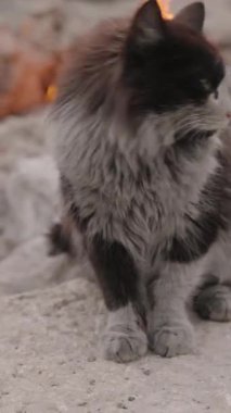 Dikey video. Türkiye 'deki Chimaera' ya sonsuz alevlerin yanında külle kaplı bir kayanın üzerinde oturan Siyah ve Beyaz Sokak Kedisi, Arkasındaki ateş yanarken Uzağa Bakıyor