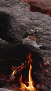Dikey video. Calico Stray, Türkiye 'deki Chimaera' daki Ebedi Alevlerin Yakınındaki Kayalık Yarıktan Gizlice Bakıyor, Yanan Yeraltı Gaz Havalandırmalarının Arasında Dinleniyor