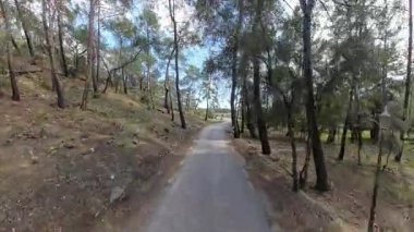 Uzun Ağaçlar ve Açık Mavi Gökyüzü Altındaki Yeşillik ile Yoğun Orman 'dan geçen Paved Yolu Yüksek Açı' dan Yakalandı