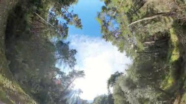 Balıkgözü Perspektifli Bir Ormanda Yuvarlak Bir Gökyüzü Oluşturan Uzun Yeşil Ağaçlar Görünümü