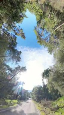 Dikey video. Balıkgözü Perspektifli Bir Ormanda Yuvarlak Bir Gökyüzü Oluşturan Uzun Yeşil Ağaçlar Görünümü