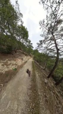 Dikey video. Dağlık Yol 'da Yeşil Ağaçlarla çevrili, Geniş Açı Görüş Açısı Bulutlu Gökyüzünde Yürüyen Adam.