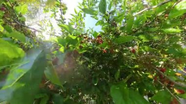 Bir sürü olgunlaşmamış kırmızı böğürtlen ağacı ve Parlak Güneş Işığı Altında Büyük Yeşil Yapraklar, Açık Mavi Gökyüzüne Karşı Düşük Açı 'dan Yakalandı