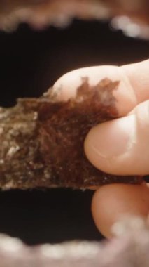 Dikey video. Yırtık bir yosun tabakasındaki dairesel bir delikten Nori 'nin küçük bir parçasını tutan bir el, benzersiz bir Macro Perspektifi yakalıyor.