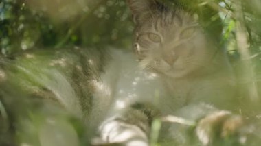 Yeşil Yeşilin Altında Rahatlayan Kedi, Kısmen Yapraklarla Saklanmış Güneş Işığıyla Yüzüne ve Altın Gözlerine Ilık Parlayan Kedi
