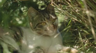 Çizgili Kedi Küçük bir Çimen ve Dallar Yuvasında Uzanıyor, Altın Gözlerle Etrafı İzlerken Boşluklardan Gün Işığı Süzülüyor