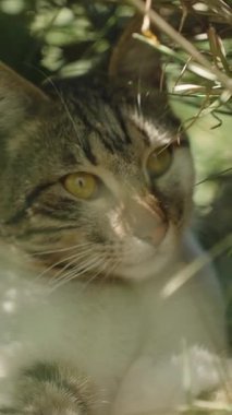 Dikey video. Çizgili Kedi Küçük bir Çimen ve Dallar Yuvasında Uzanıyor, Altın Gözlerle Etrafı İzlerken Boşluklardan Gün Işığı Süzülüyor