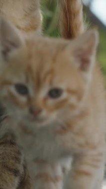 Dikey video. Kızıl Kedi Yavrusu 'nun Yakın Çekimi Parlak Gözler ve Yumuşak Kürklü Kameraya Doğrudan Bakıyor Yeşil Yeşil Yapraklar Masumiyeti ve Merakı Bulanık Arkaplanı ile Güneş Işığında Duruyor