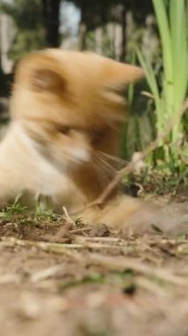 Dikey video. Zeminde İnce bir dalla oynayan Kızıl Kedi, Güneş Işığı Altında Bir Gölet Yakınındaki Doğal Meraklı Ayar 'da Harekete Odaklanırken Onu Yakalamak İçin Pençesini uzatıyor