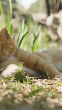 Dikey video. Kızıl Kedi, Göl kıyısında çimenlerde uzanıyor, Sıcak Güneş Işığının tadını çıkarırken, gelişigüzel bir şekilde hareket eden bir dalla oynuyor ve izliyor.