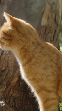 Dikey video. Bir el, bir ağaç gövdesine yaslanırken Kızıl Kedi Kafasını okşuyor, Sıcak Güneş Işığının Tadını çıkarıyor İnsan-Hayvani Bağ